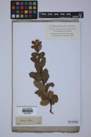 Quercus suber L.