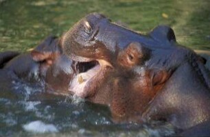 Südafrika. Ein Flusspferd im Krueger Nationalpark