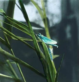Insekten. Libelle (Odonata), ausschlüpfend