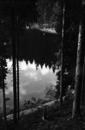 Schapbach: Glaswaldsee, Baumstämme und Spiegelung; etwas von oben