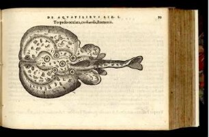 Torpedo oculata