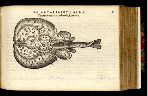 Torpedo oculata
