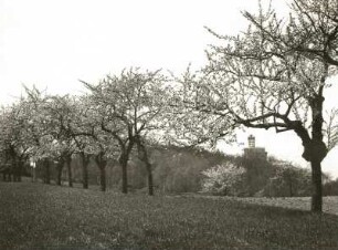 Dresden-Cossebaude. Kirschbaumblüte am Osterberg