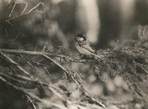 Tannenmeise (Periparus ater L.) auf Fichtenzweig, Massenei