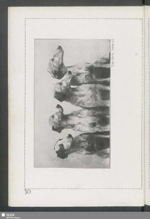 Russische Windhunde (Barsois)