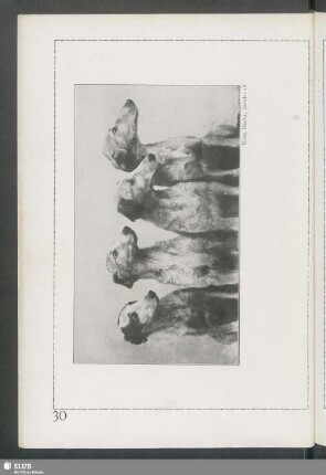Russische Windhunde (Barsois)