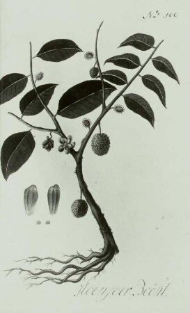 Noronha: Icones plantarum javanicarum "Hoenyoer Boöt"