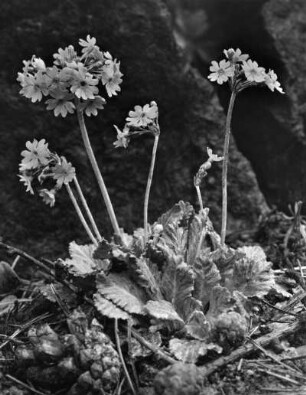 Mehlprimel (Primula farinosa) oder Mehlige Schlüsselblume, Gattung der Primeln (Primula)
