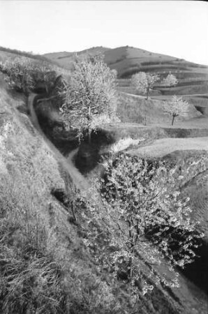Oberbergen: Schneise bei Oberbergen