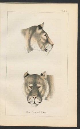 Tafel 5: Der Bastard-Tiger