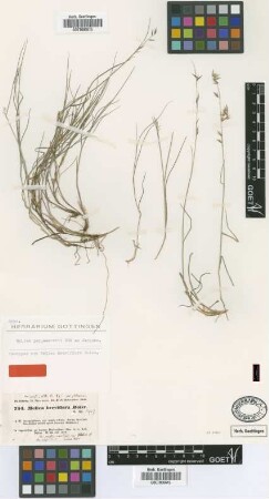 Melica breviflora Boiss. [isotype]