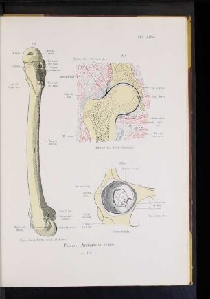 Articulatio coxae.