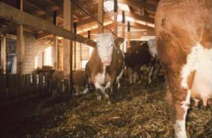 Fotografie: Stallsystem, Milchviehhaltung, Tretmiststall
