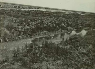 Gewinnung von Marschland durch Queller : Ostfriesland. Gewinnung von Marschland durch Queller (Salicornia)