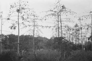 Kapok-Papaya-Pflanzung : Landschaft mit Bäumen
