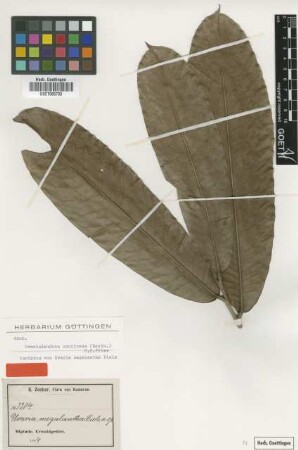 Uvaria megalantha Diels [isotype]