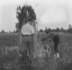 Familienbilder : Bau eines Fotoverstecks aus Schilf mit Rudolf Zimmermann, Jutta Fielder und einem unbekannten Mann, Pfingsten 1932