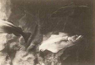 Pollack oder Lachsdorsch (Gadus pollachius Linnaeus, 1758) im Aquarium Helgoland