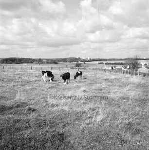 Landwirtschaft: links Kühe auf der Weide: im Hintergrund Silhouette von Bad Oldesloe