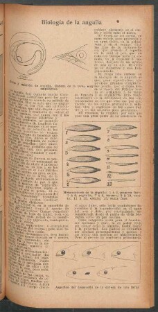Biología de la anguila
