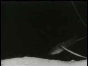 Fortpflanzungsverhalten des Grünen Schwertträgers (Xiphophorus helleri)