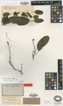 Catalpa purpurea Griseb. [isotype]