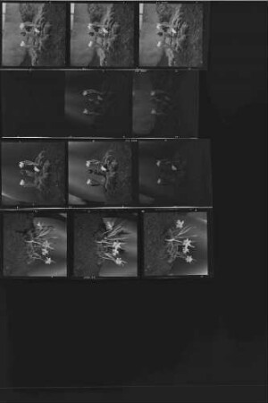 Blumen Nicht enthalten: Titelbilder für das Frühjahr 1956