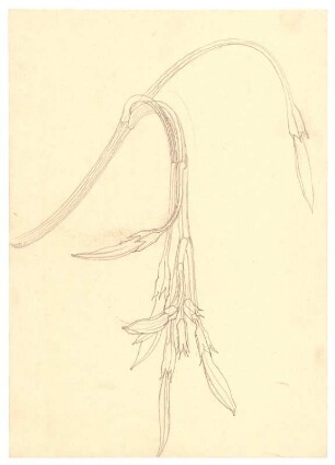 Pflanzenstudie : Kaktusblüte