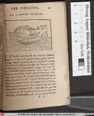 Le Lievre Marin (Seehase).