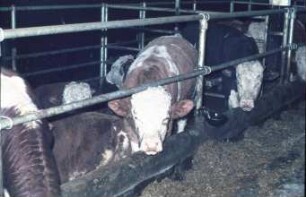 Fotografie: Bullenmast, Vollspaltenboden, Gruppenhaltung, Futtervorlage, Maissilage, Tränkebecken