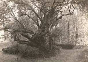 Leuben bei Lommatzsch. Große Heckenkirsche (Lonicera) im Pfarrgarten