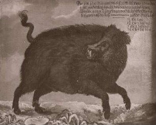 Das grösste Schwein an gewichte... ist Anno 1630 den 4. Novembr. von Wittenbergk...
