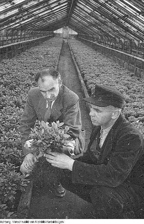Dresden, Pillnitz. Versuchsanstalt, Gewächshäuser, Mai 1952