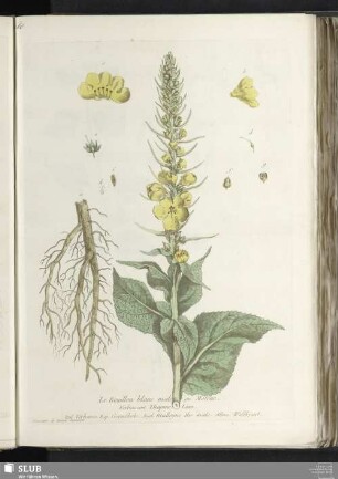 Le Bouillon blanc male ou Molêne