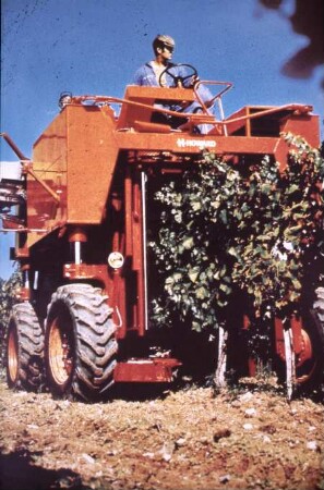 Fotografie: Weinbau, Erntetechnik, Erntemaschine