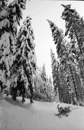 St. Blasien - Todtmoos: Verschneiter Tannenwald