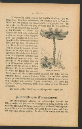 Blütenpflanzen (Phanerogamen).