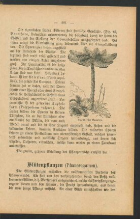 Blütenpflanzen (Phanerogamen).