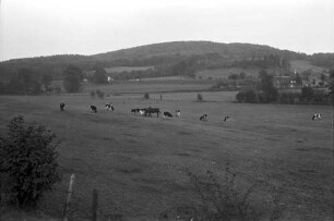 Neu-Moresnet: belgische Sperrzone, Kühe im Niemandsland