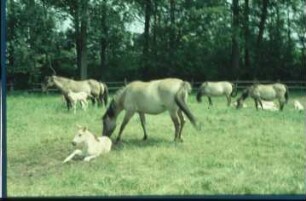 Fotografie: Pferdehaltung, Auslauf, Weidehaltung