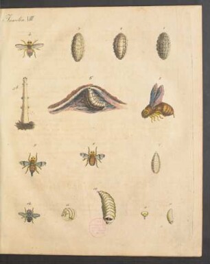 Tafel VIII.: Insekten.