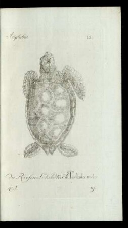 19. die Riesen-Schildkröte. Testudo midas.
