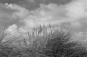 Hiddensee: Kinder beim Baden, Landschaften, Meeresaufnahmen : Gras