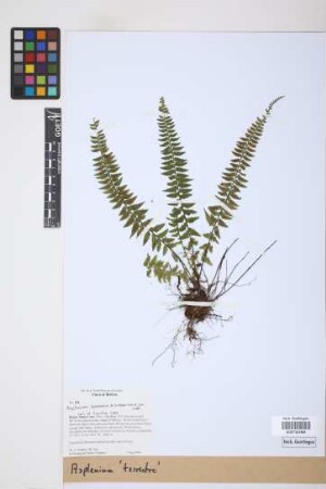 Asplenium terrestre M.Kessler & A.R.Sm. ined.