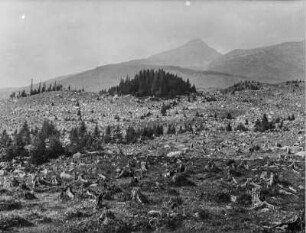 Gerodeter Wald : Blick über eine gerodete Waldfläche mit jungen Bäumen