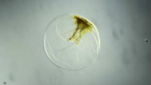 Pyrocystis pseudonoctiluca, Lanzarote 2022
