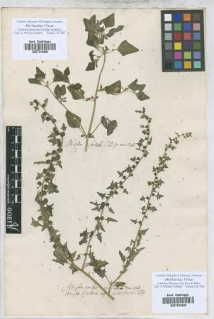 Atriplex