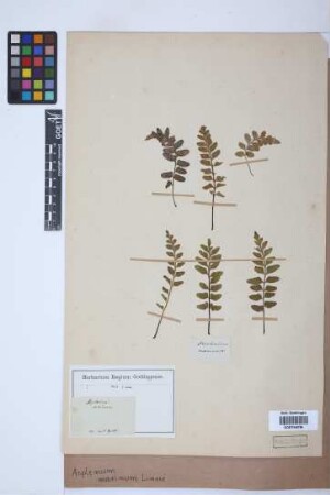 Asplenium marinum