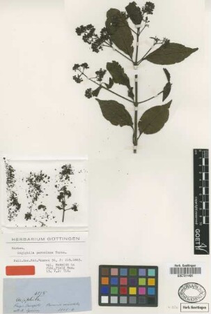 Aegiphila peruviana Turcz. [isotype]