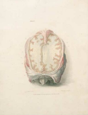 Plate II